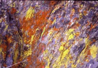 Lichen on rock, Sierra Foothills, California