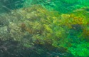 Under Water at the Cingue de Terra, Italy