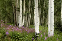 Aspen and flowers