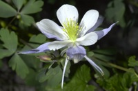 Columbine1